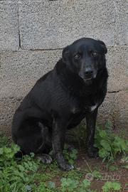 Amos da cucciolo vive in canile