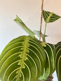Kokedama Maranta