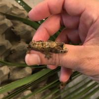 Disponibili leachianus, chahoua, g. prasina