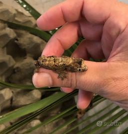 Disponibili leachianus, chahoua, g. prasina