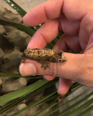 Disponibili leachianus, chahoua, g. prasina