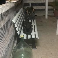 Bulldog francese