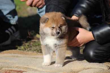 Akita inu cuccioli