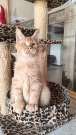 Cuccioli di Maine Coon