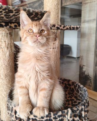 Cuccioli di Maine Coon