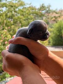 Bulldog Francese