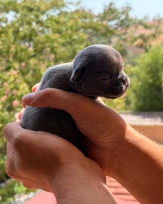Bulldog Francese