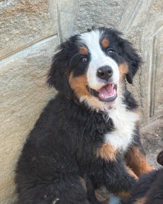 Cuccioli di Bovaro del bernese