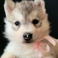 Siberian husky cuccioli con pedigree