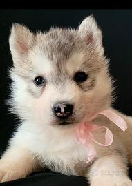 Siberian husky cuccioli con pedigree