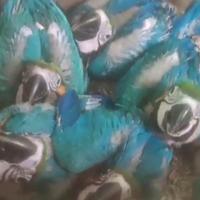 Pappagalli adulti e da imbecco