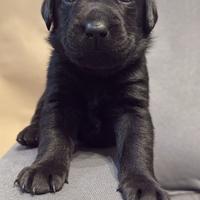 Cuccioli Labrador