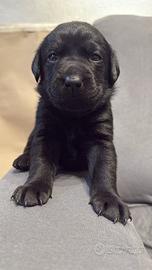 Cuccioli Labrador
