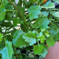 Talee di Senecius angulatus