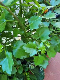 Talee di Senecius angulatus