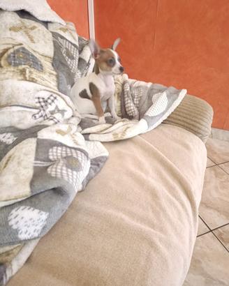 Chihuahua