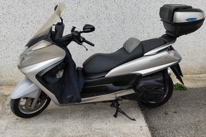 scoter