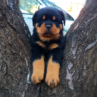 Cuccioli Rottweiler Royal