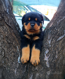 Cuccioli Rottweiler Royal