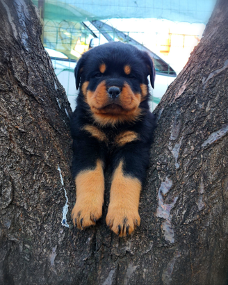 Cuccioli Rottweiler Royal