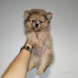 Pomerania spitz nano crema merle eterocromia 