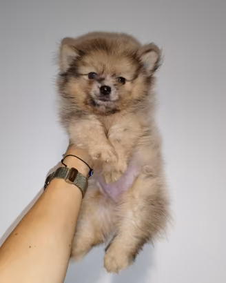 Pomerania spitz nano crema merle eterocromia 