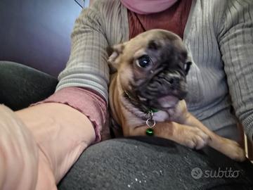 Cucciola di bulldog francese