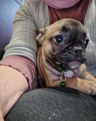 Cucciola di bulldog francese