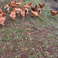 Polli e galline