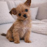 Chorkie teacup da Chihuahua Yorkshire piccolissimi