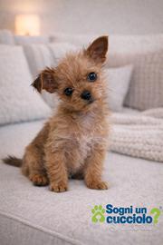 Chorkie teacup da Chihuahua Yorkshire piccolissimi