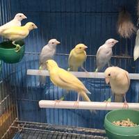 Canarini novelli 2026