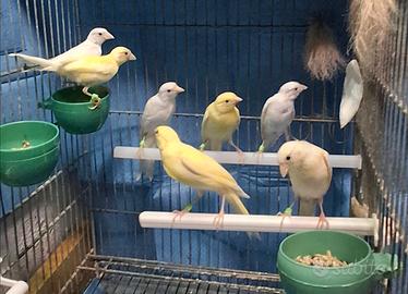 Canarini novelli 2026