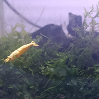 Neocaridina yellow neon fire