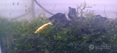 Neocaridina yellow neon fire