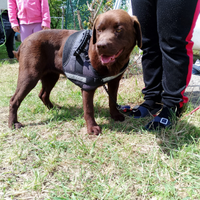 Labrador chocolat 4 anni con pedigree