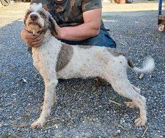 Lagotto tartufo