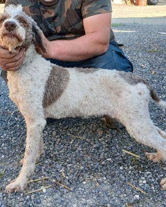 Lagotto tartufo