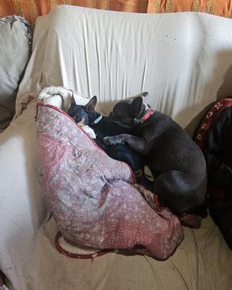 Cagnolina