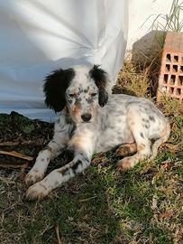 Setter inglese