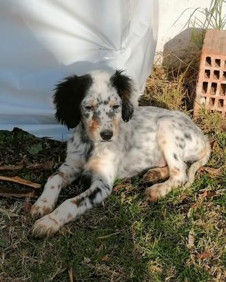 Setter inglese
