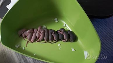 RATTI DOMESTICI 
