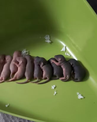 RATTI DOMESTICI 