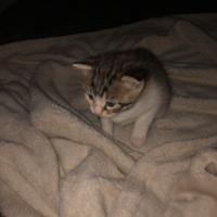 Gattina
