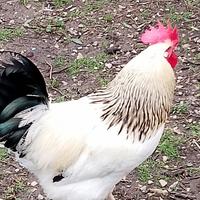 Gallo Sussex Ermellinato