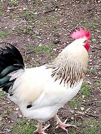 Gallo Sussex Ermellinato