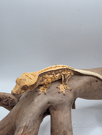 Geco Ciliatus Tricolor