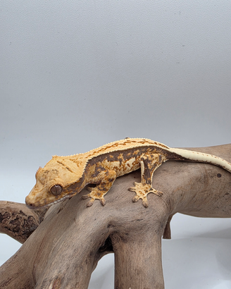 Geco Ciliatus Tricolor