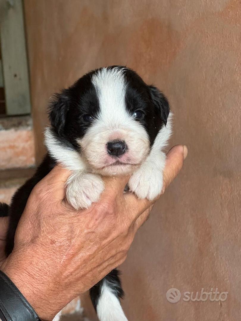cuccioli di border collie - Animali In vendita a Brescia