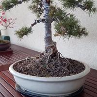 Bonsai cedro del libano